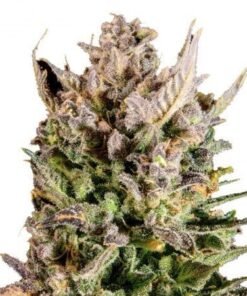 Mango Kush Auto