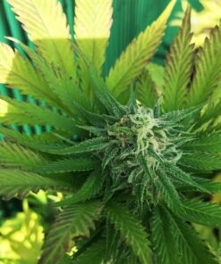 Mango Kush Seeds