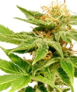 Dank Sinatra Seeds