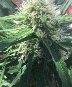 Maui Wowie Seeds