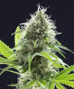 Mendocino Purps Seeds