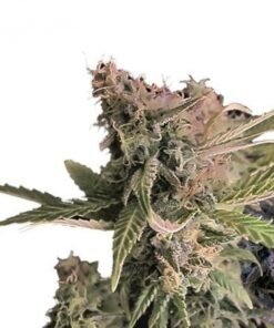 Moby Dick Auto