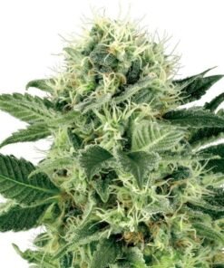 Mother of Berries Seeds