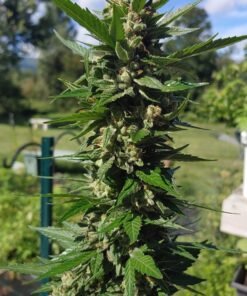 Chiesel Auto