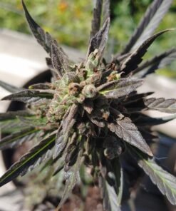 King Louis XIII Seeds