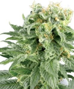 OG Kush Auto