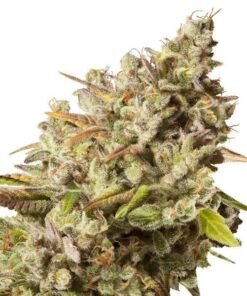 Obama Kush Auto