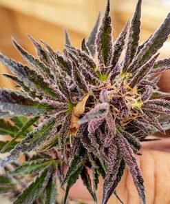 Obama Kush Seeds