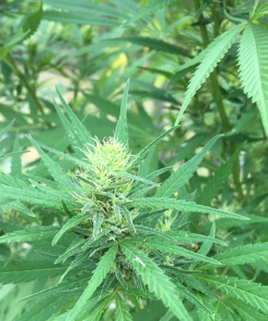 Fucking Incredible Seeds