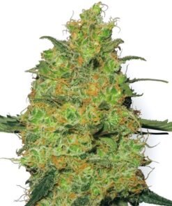 Pineapple Auto
