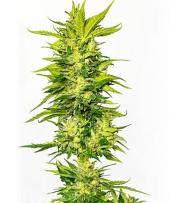 Blue Alien Seeds