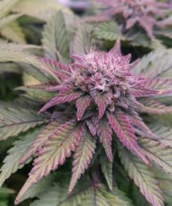 Purple Afghani Seeds
