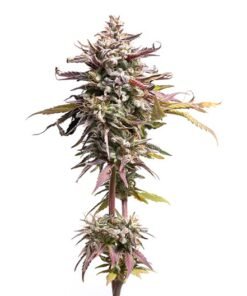 Purple Alien OG Seeds