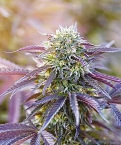 Purple Arrow Seeds