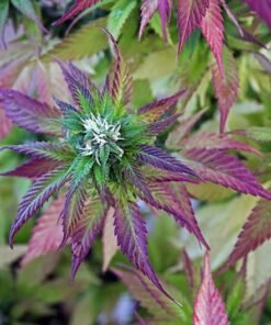 Purple Berry Seeds