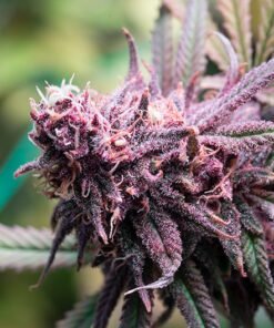 Purple Chemdawg Seeds