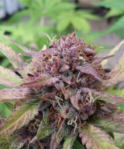 Purple Cotton Candy Auto