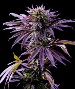 Purple Diesel Seeds