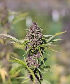 Purple Dragon Seeds