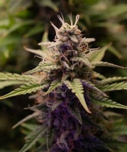 Purple Elephant Seeds