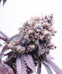 Purple Gorilla Auto