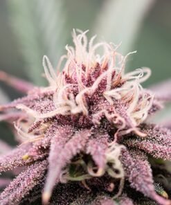 Purple Hindu Kush Auto