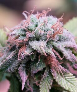 Purple Monkey Balls Auto