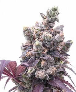 Purple Nepal Candy Auto