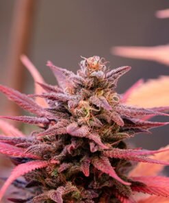 Purple Nepal Seeds