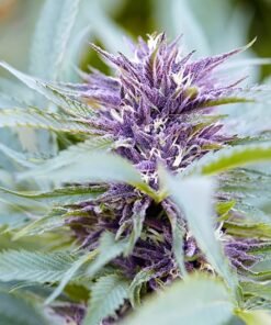 Purple OG Kush Seeds