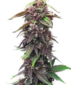 Purple Pantera Seeds