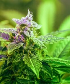 Purple Panty Dropper Auto