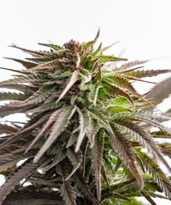 Purple Sour Diesel Seeds