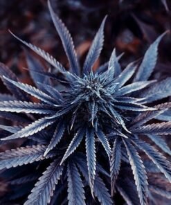 Purple Urkle Seeds