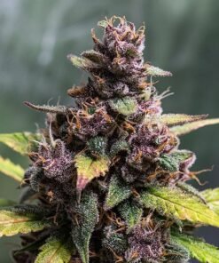 Purple Wreck Seeds