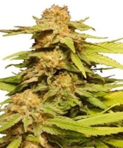Phantom Cookies Auto