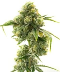 Love Potion #1 Auto