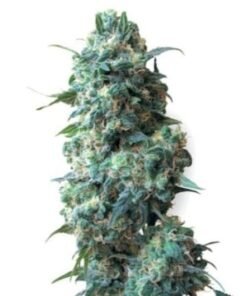 Blueberry Space Cake Seeds
