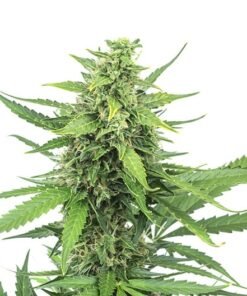 Shark Shock Auto