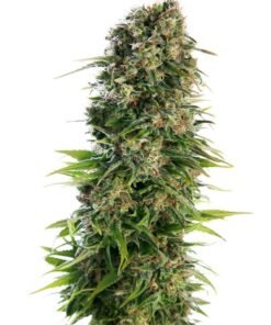 Skunk Auto