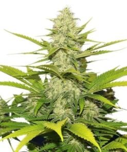 Skunk No. 1 Seeds