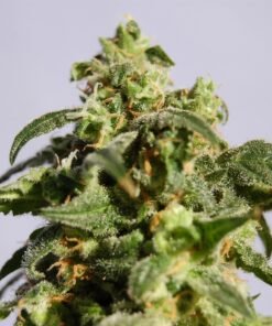 Snowcap Dream Seeds