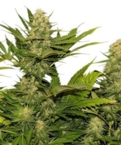 Space Queen Seeds