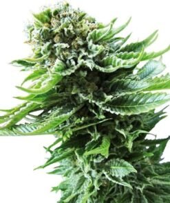 Super Silver Haze Seeds