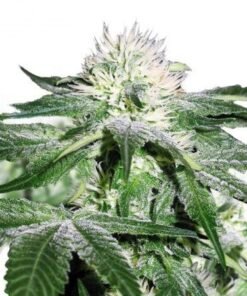 Pineapple Mayhem Auto