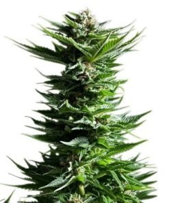 Tahoe OG Seeds