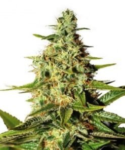 Tahoe OG Kush Auto