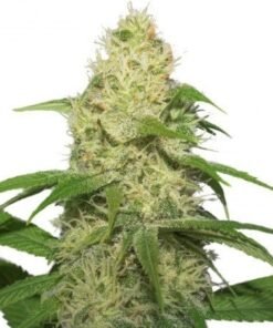 Tangerine Auto