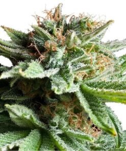 Tangerine Dream Seeds