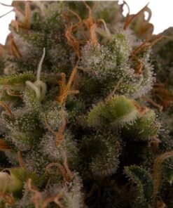 Trainwreck Seeds
